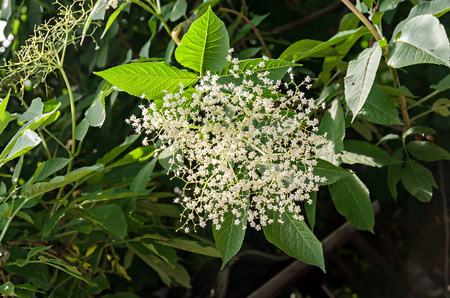 White bunch flowers of Sambucus, green leafs shrub. The various species are commonly called elder or elderberry.の写真素材