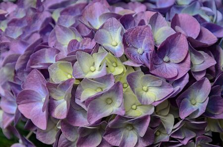 Violet, mauve Hydrangea flowers in a vase, hortensia petals close up, ornamental plant vintage...