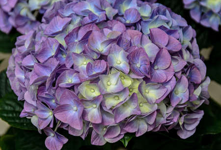 Violet, mauve Hydrangea flowers in a vase, hortensia petals close up, ornamental plant vintage...