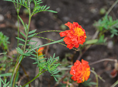 Orange Chrysanthemums flowers, mums or chrysanths, close up.の写真素材