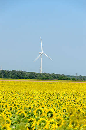 Sunflower yellow field countryside, blue sky, wind energy millの写真素材