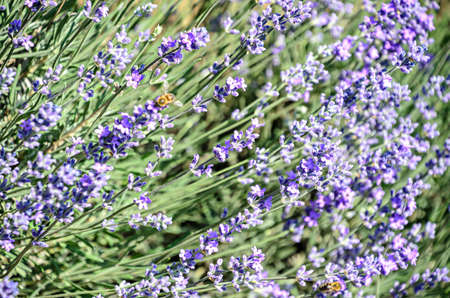 Blue violet levandula flowers, field countryside, close up.