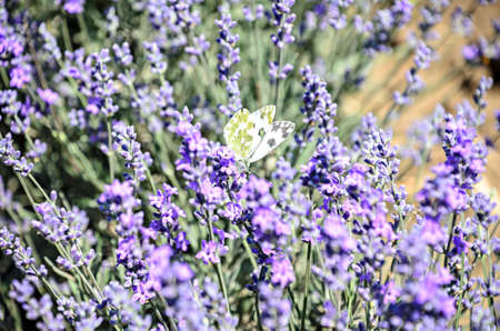 White and yellow butterfly in blue violet levandula flowers close up.の写真素材