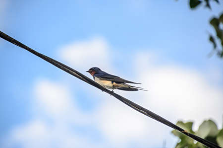 Colored the barn swallow (Hirundo rustica) bird, close up.の写真素材