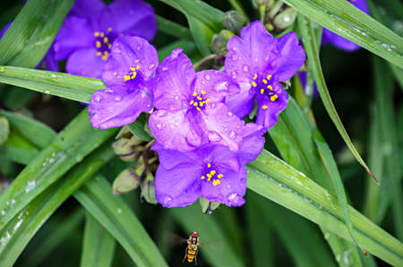 Mauve Spiderwort flower with yellow pistils, close up.の写真素材