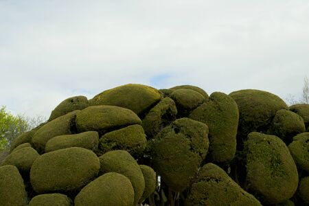 pillow shaped tree and sky. The withdrawal Madrid
