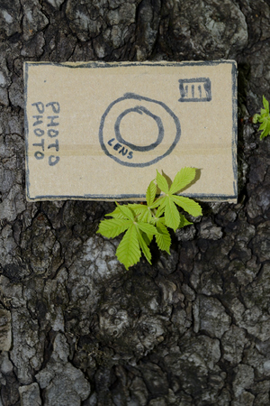 leavesand bark of young chestnut tree in springの写真素材