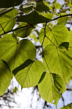 a few green leaves, sunny afternoon in fallの写真素材