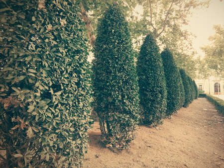 trimmed trees in a park