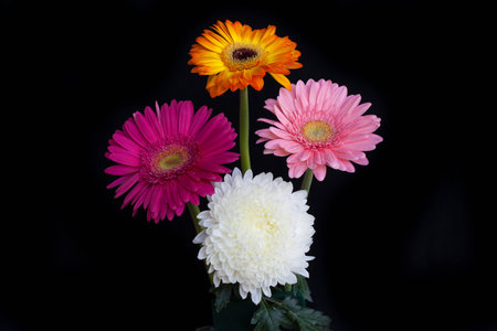 Colorful flower, isolated on black backgroundの写真素材