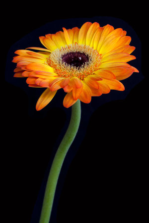 Orange flower, isolated on black backgroundの写真素材