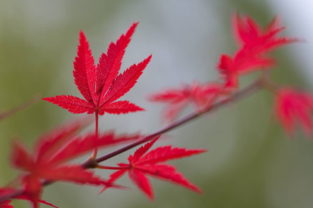 Red leaves and green background