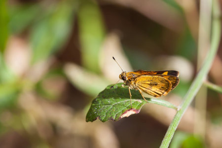 Small yellow butterfly and sunlightの写真素材