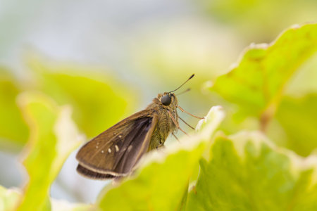 Small gray butterfly and sunlightの写真素材