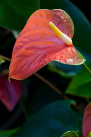 Closeup of Red Flamingo flower