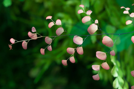 Leaf on green backgroundの写真素材