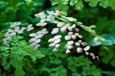 Leaf on green backgroundの写真素材