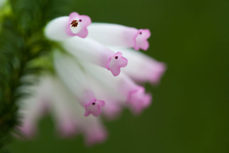 Pink and white flower on green backgroundの写真素材