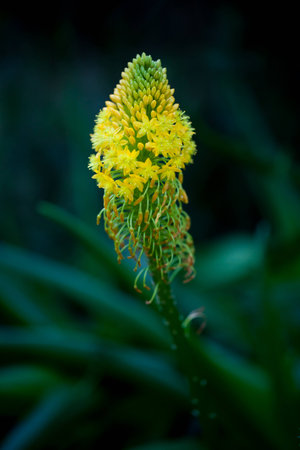 Yellow flower on the black backgroundの写真素材