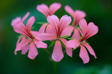 Pink flower on the green background
