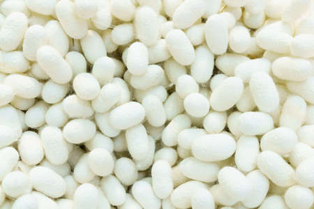 White cocoon for making silk threads