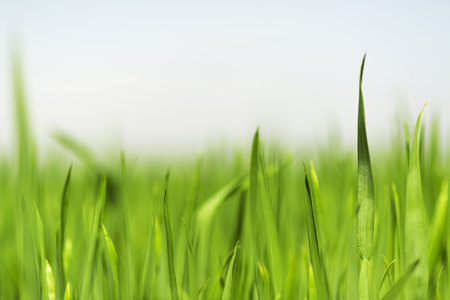 Green grass in the natureの写真素材