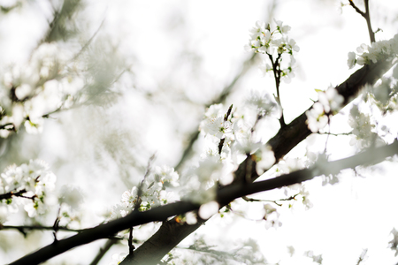 Blossoming trees in aprilの写真素材