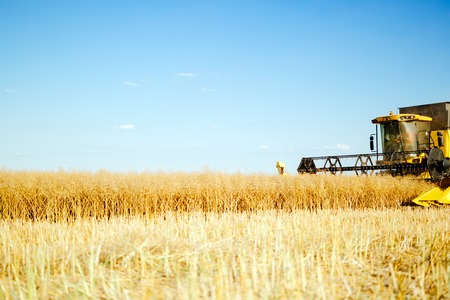 Combine harverster working in the fields