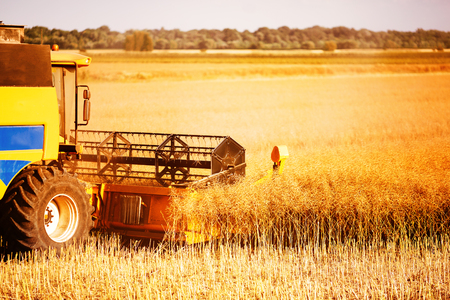 Combine harvesting crop in fieldの写真素材