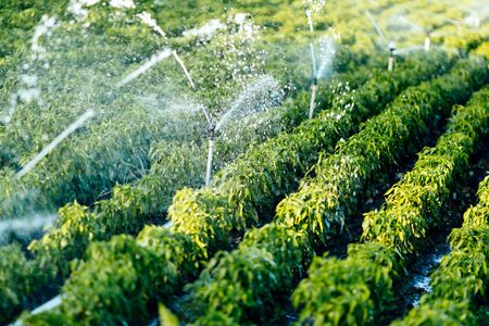 Irrigation system in function watering agriculutural plantsの写真素材