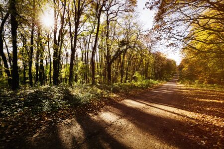 Beautiful forest landscape in autumn