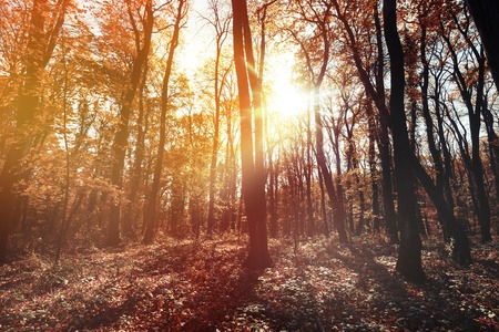 Landscape of path in forest during fallの写真素材