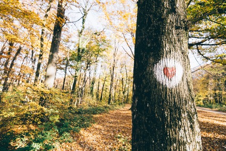 Protection of trees and environment and planetの写真素材