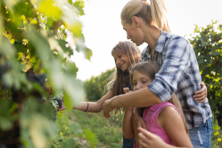 Happy winegrower family in vineyard before harvestingの写真素材