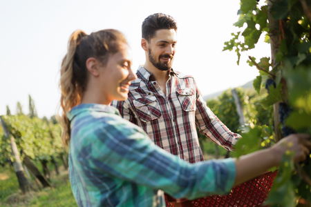 Working people harvesting grapes at winegrower vineyardの写真素材