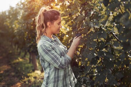 Happy woman in vineyard checking grapes before harvestingの写真素材