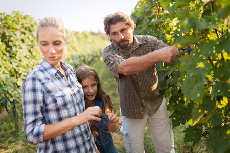 Wine grower family together in vineyard before harvestingの写真素材