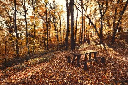 Beautiful natural scenery during day in forest during fallの写真素材
