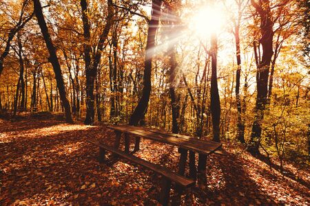Beautiful natural scenery during day in forest during fallの写真素材