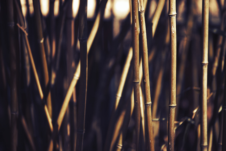 Bamboo plant as abstract  background during sunsetの写真素材