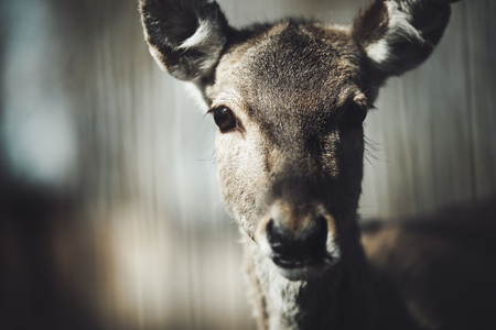 Beautiful wildlife fallow deer looking at cameraの写真素材
