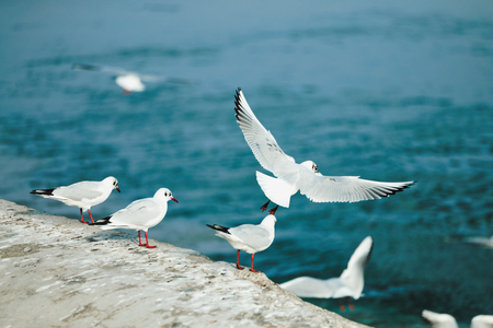 Background image of beautiful sea gulls flyingの写真素材