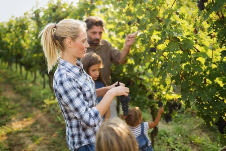 Wine grower family in vineyard before harvestingの写真素材