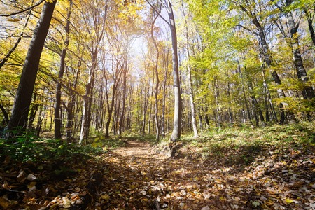 Picture of beautiful colourful forest path in fallの写真素材