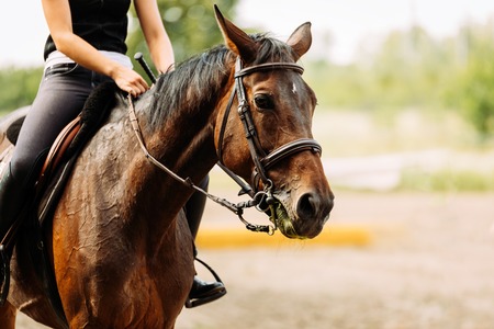 Picture of young pretty girl riding horseの写真素材