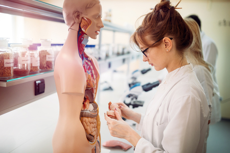 Student of medicine examining anatomical model in labの写真素材