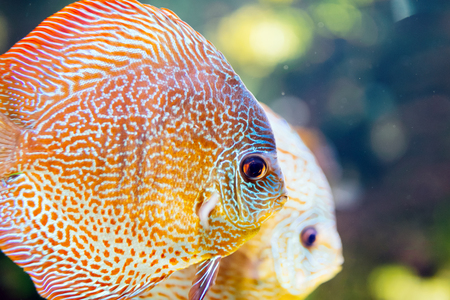 Picture of beautiful exotic fish swimming underwater