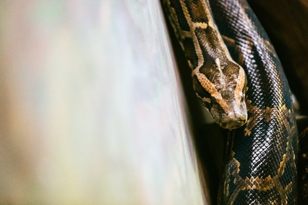 Close-up picture of dangerous grown up pythonの写真素材