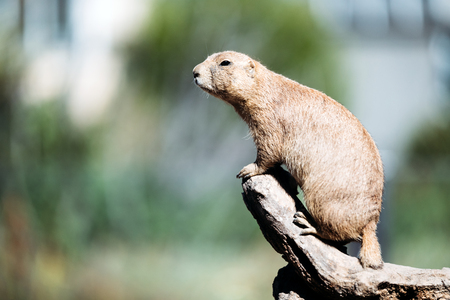 Portrait of little marmot standing on tree in natureの写真素材