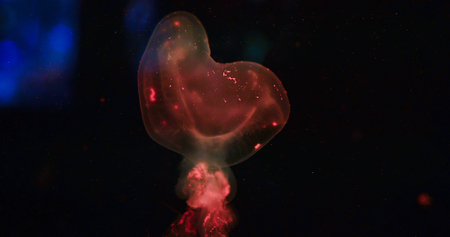 Close-up picture of beautiful jellyfish floating in oceanの写真素材